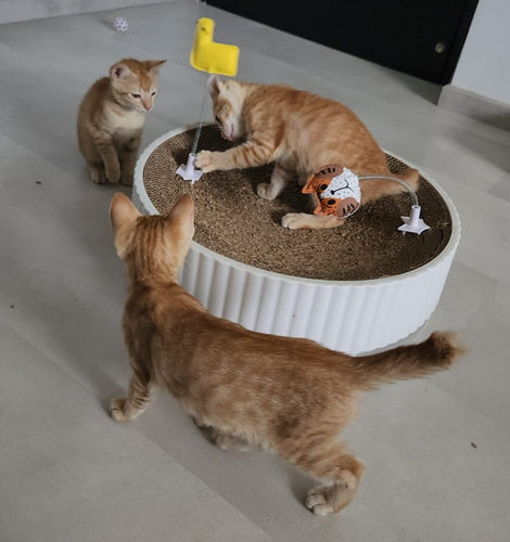CAT TOY - Misspet Cat Scratcher Interactive Teaser